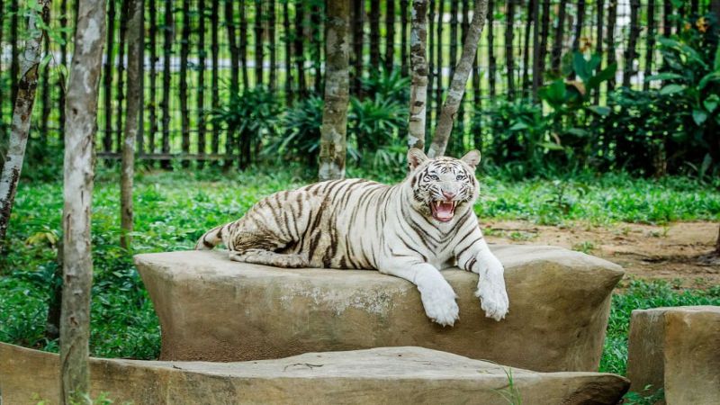 Nếu bạn mơ thấy hổ trắng, đây có thể là dấu hiệu tốt Nếu bạn mơ thấy hổ trắng, đây có thể là dấu hiệu tốt